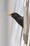 Starling In A Vent_52910